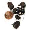 image:imageJoshs Frogs Domino Roach Therea petiveriana  10 Nymphs