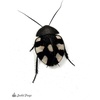 image:imageJoshs Frogs Domino Roach Therea petiveriana  10 Nymphs