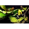 image:imageJoshs Frogs Dried Sheet Moss 1 Gallon Bag