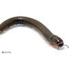 image:imageJoshs Frogs Giant Pink Foot Millipede Appalachian Blonde  Narceus americanus