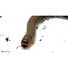 image:imageJoshs Frogs Giant Pink Foot Millipede Appalachian Blonde  Narceus americanus