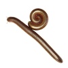 image:imageJoshs Frogs Giant Pink Foot Millipede Narceus americanus