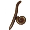 image:imageJoshs Frogs Giant Pink Foot Millipede Narceus americanus