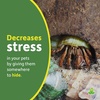 image:imageJoshs Frogs Natural Coco Shell Cave