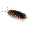 image:imageJoshs Frogs Porcellio dilatatus Giant Canyon Isopods 10 Count