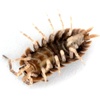 image:imageJoshs Frogs Porcellio dilatatus Giant Canyon Isopods 10 Count