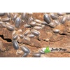 image:imageJoshs Frogs Porcellio dilatatus Giant Canyon Isopods 10 Count