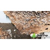 image:imageJoshs Frogs Porcellio dilatatus Giant Canyon Isopods 10 Count