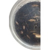 image:imageJoshs Frogs Porcellionides pruinosus Isopods 10 Count Orange CreamOrange Cream