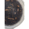 image:imageJoshs Frogs Porcellionides pruinosus Isopods 10 Count Orange CreamOrange Cream