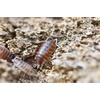 image:imageJoshs Frogs Porcellionides pruinosus Isopods 10 Count Orange CreamOrange Cream