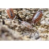 image:imageJoshs Frogs Porcellionides pruinosus Isopods 10 Count Orange CreamOrange Cream