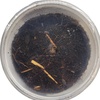 image:imageJoshs Frogs Porcellionides pruinosus Isopods 10 Count Orange CreamPowder Blue