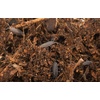 image:imageJoshs Frogs Porcellionides pruinosus Isopods 10 Count Orange CreamPowder Blue