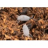 image:imageJoshs Frogs Porcellionides pruinosus Isopods 10 Count Orange CreamPowder Blue