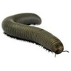 image:imageJoshs Frogs Smokey Oak Millipede Narceus gordanus