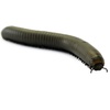 image:imageJoshs Frogs Smokey Oak Millipede Narceus gordanus