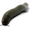 image:imageJoshs Frogs Smokey Oak Millipede Narceus gordanus