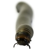 image:imageJoshs Frogs Smokey Oak Millipede Narceus gordanus
