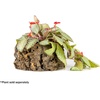 image:imageJoshs Frogs Virgin Cork Planters 4 inch Tall4 inch tall