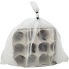 image:imageDwarf Hissing Cockroach Elliptorhina chopardi  10 Count