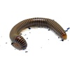 image:imageJoshs Frogs Giant Pink Foot Millipede Appalachian Blonde  Narceus americanus