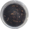 image:imageJoshs Frogs Porcellionides pruinosus Isopods 10 Count Orange CreamOrange Cream