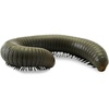 image:imageJoshs Frogs Smokey Oak Millipede Narceus gordanus