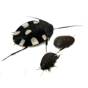 image:imageJoshs Frogs Domino Roach Therea petiveriana  10 Nymphs