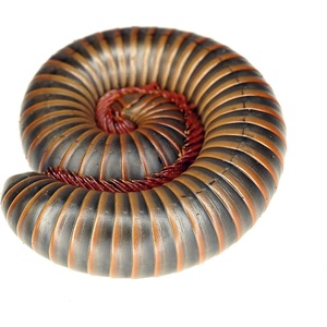 image:imageJoshs Frogs Giant Pink Foot Millipede Narceus americanus
