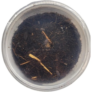 image:imageJoshs Frogs Porcellionides pruinosus Isopods 10 Count Orange CreamPowder Blue