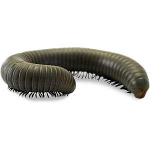 image:imageJoshs Frogs Smokey Oak Millipede Narceus gordanus